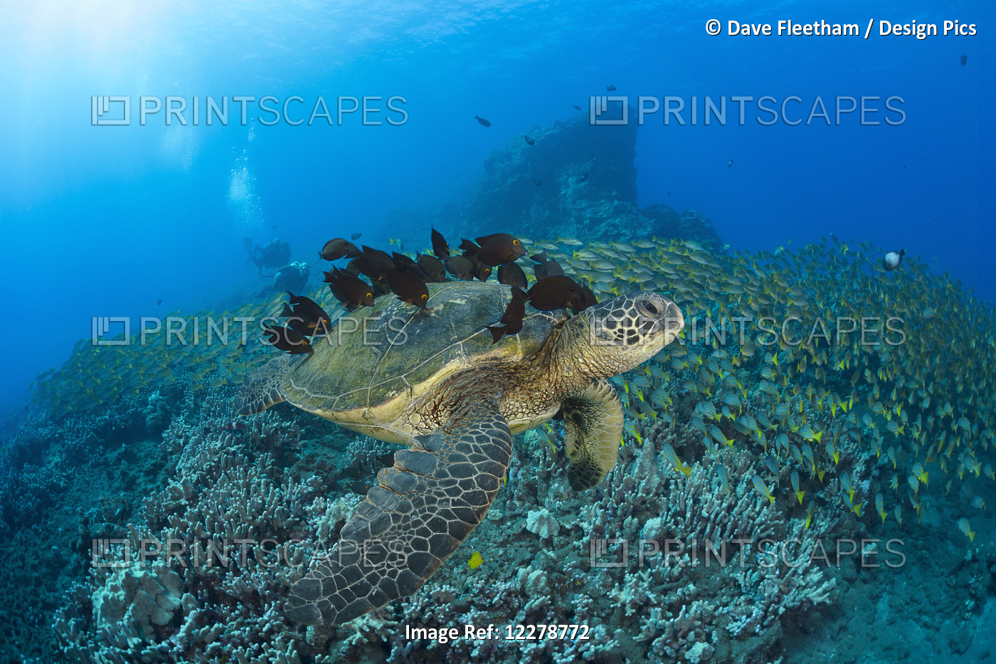 A Green Sea Turtlec (Chelonia Mydas) With Surgeonfish Cleaning It's Shell And ...