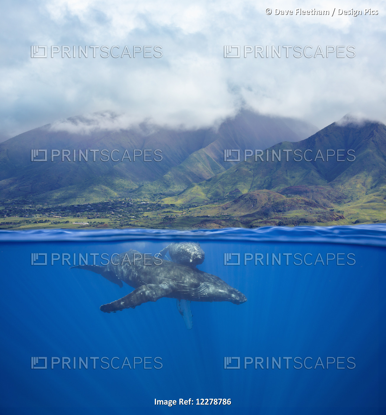 A Split Image Of A Pair Of Humpback Whales (Megaptera Novaeangliae) Underwater ...