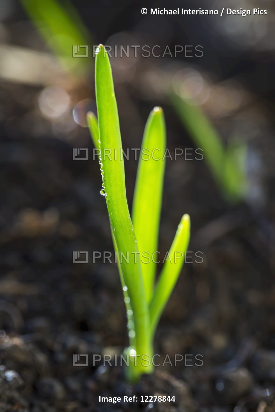 Close Up Of An Early Onion Plant With Water Droplets; Calgary, Alberta, Canada