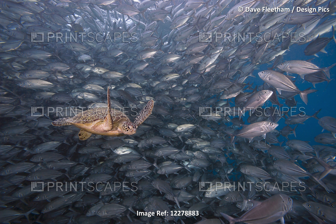 A Green Sea Turtle (Chelonia Mydas) Swimming Through A School Of Bigeye Jacks ...