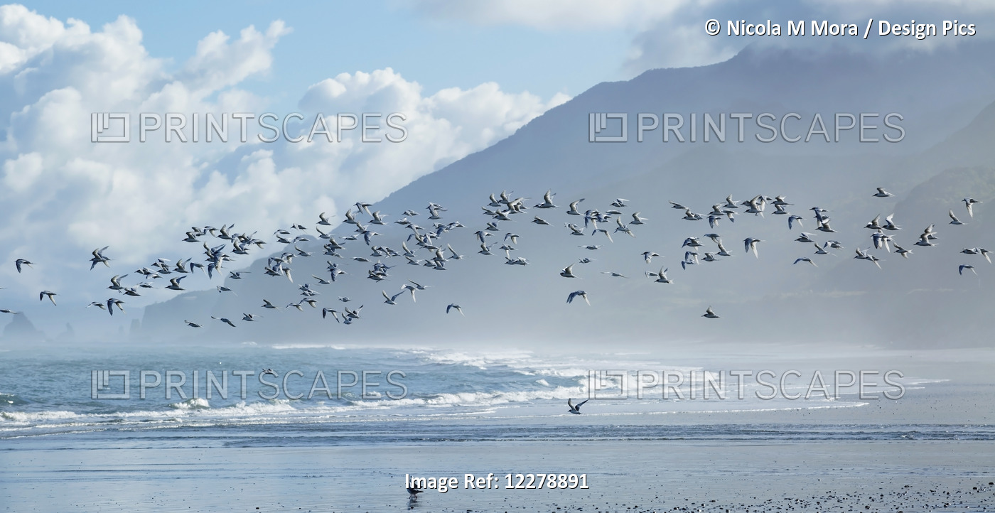 Flock Of White-Fronted Terns (Sterna Striata) In Flight At Rapahoe Beach, On ...