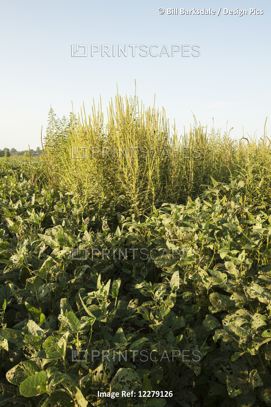 Glysophate-Resistant Palmer Pigweed Growing Uncontrolled In Roundup Ready Soy ...
