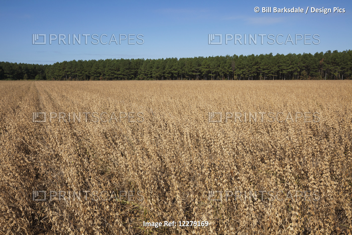 Soybeans At The Harvest Stage, Roundup Ready; England, Arkansas, United States ...