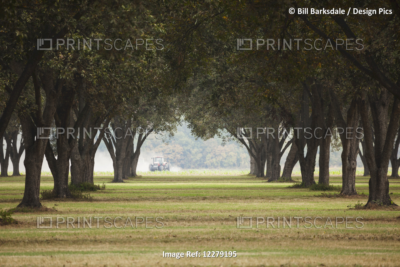 Pecan Grove, Ready For Harvest; England, Arkansas, United States Of America