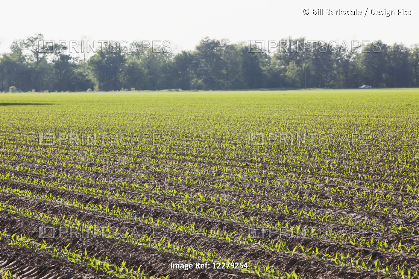 Corn In Approximately 5 Leaf Stage Growing On Conventionally Tilled Soil Which ...