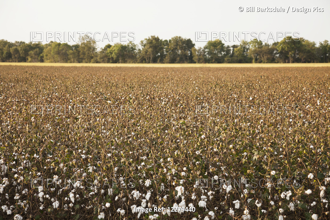 Cotton Nearing Harvest Stage, Harvest Aid Chemical Applied To Remove Foliage; ...
