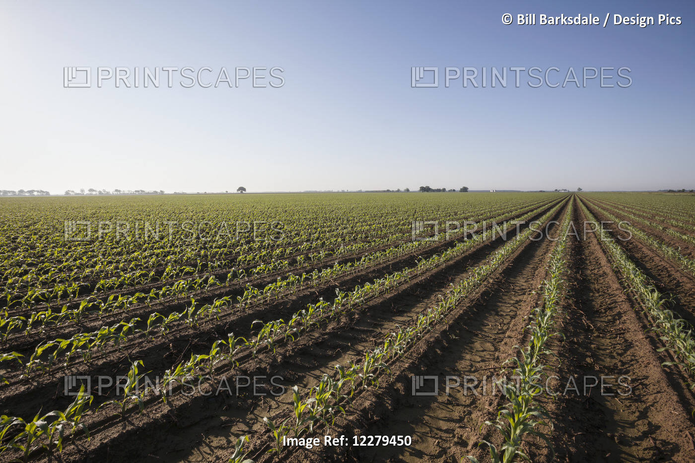 Corn At Approximately 8-10 Leaf Stage, Conventional Till, Bedded Land For ...