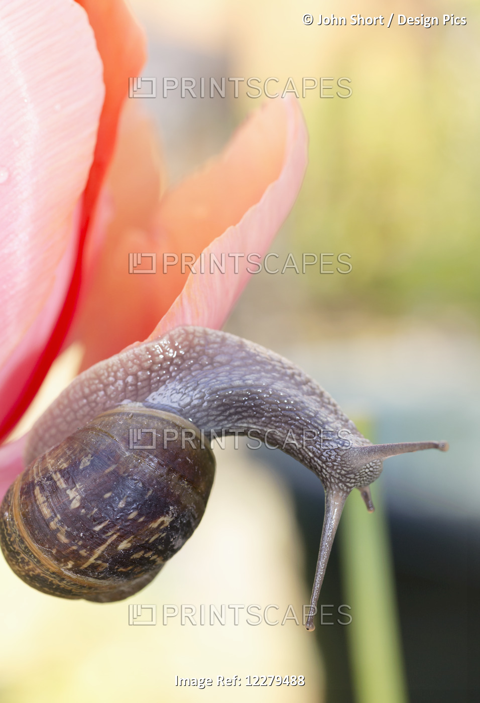 Snail On A Tulip; Whitburn, England