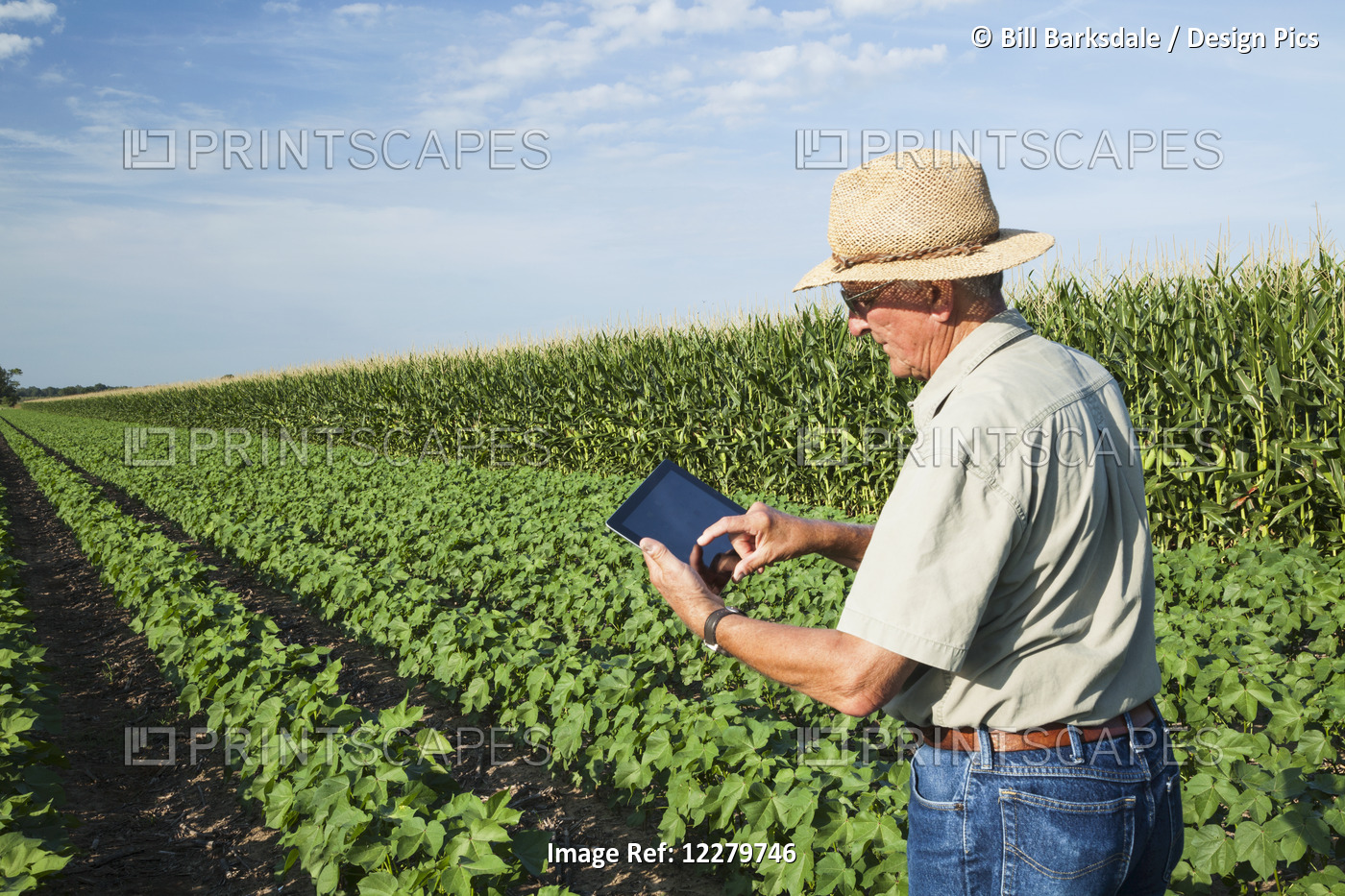 Crop Consultant Uses Tablet To Make Notes Of His Observations While Checking ...