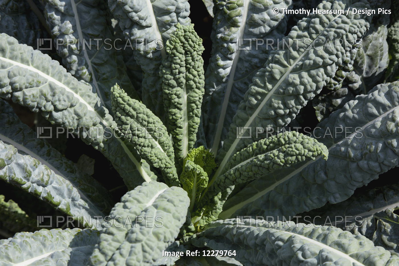 Close Up View Of A Single Mature Dragon Kale Plant In A Garden At Maui Tropical ...