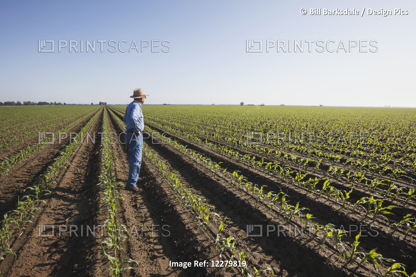 Crop Consultant Examines Conventional Till Corn At Approximately 8-10 Leaf ...
