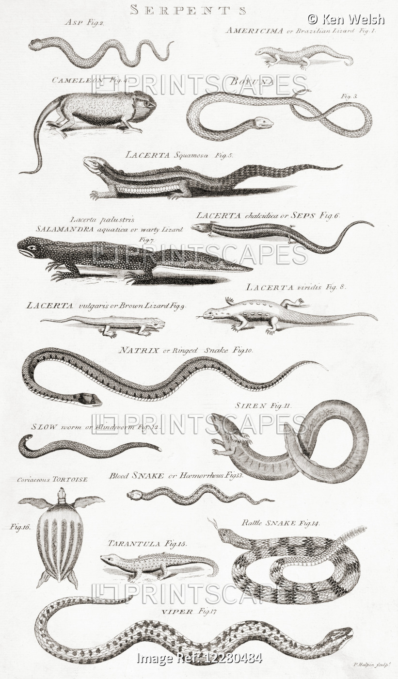 Different Types Of Reptiles. From An 18th Century Print