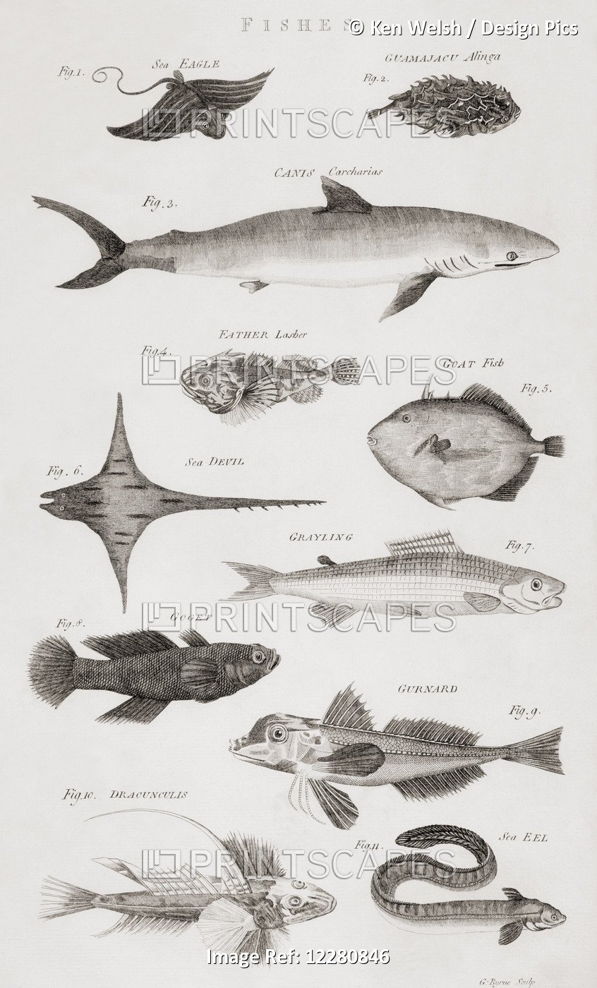 Different Types Of Fishes. From An 18th Century Print