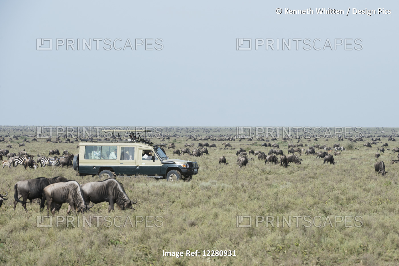 Safari Vehicle Surrounded By Wildebeest And Zebras On The Serengeti Plains; ...