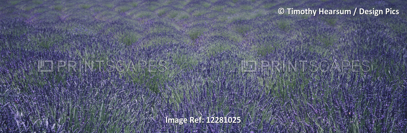 Close Up View Of Lavender Plants Swaying In The Breeze On An Organic Farm In ...