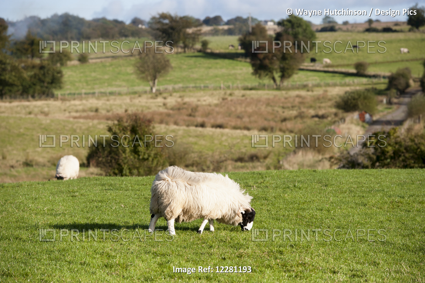 Rough Fell Sheep In Pasture; County Antrim, Ireland