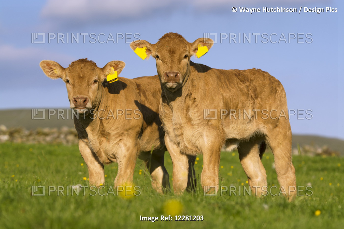 Blonde D'aquataine Calves On Upland Pasture; Cumbria, England