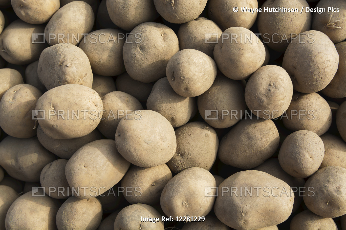 Seed Potatoes Ready For Planting In Spring; Yorkshire, England