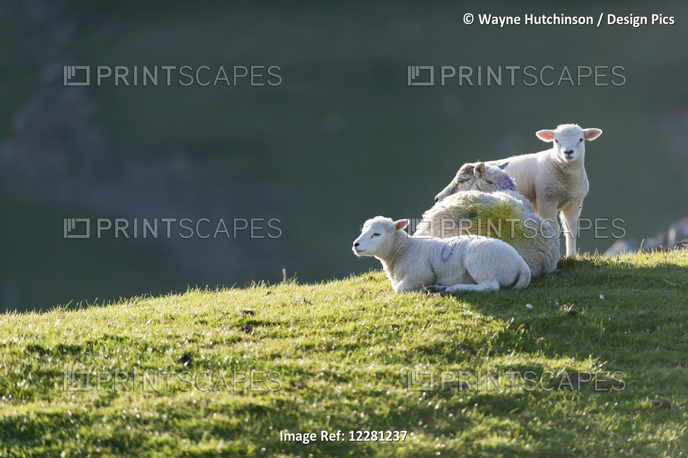 Sheep And Lambs Laying In Sunshine In Springtime; Cumbria, England
