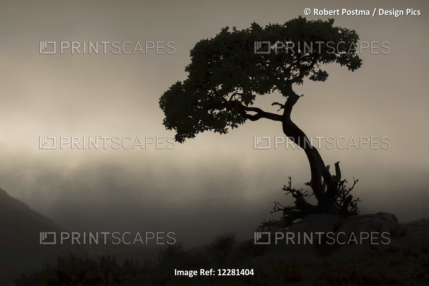 Silhouette Of A Tree Against A Stormy Sky In Richtersveld National Park; South ...