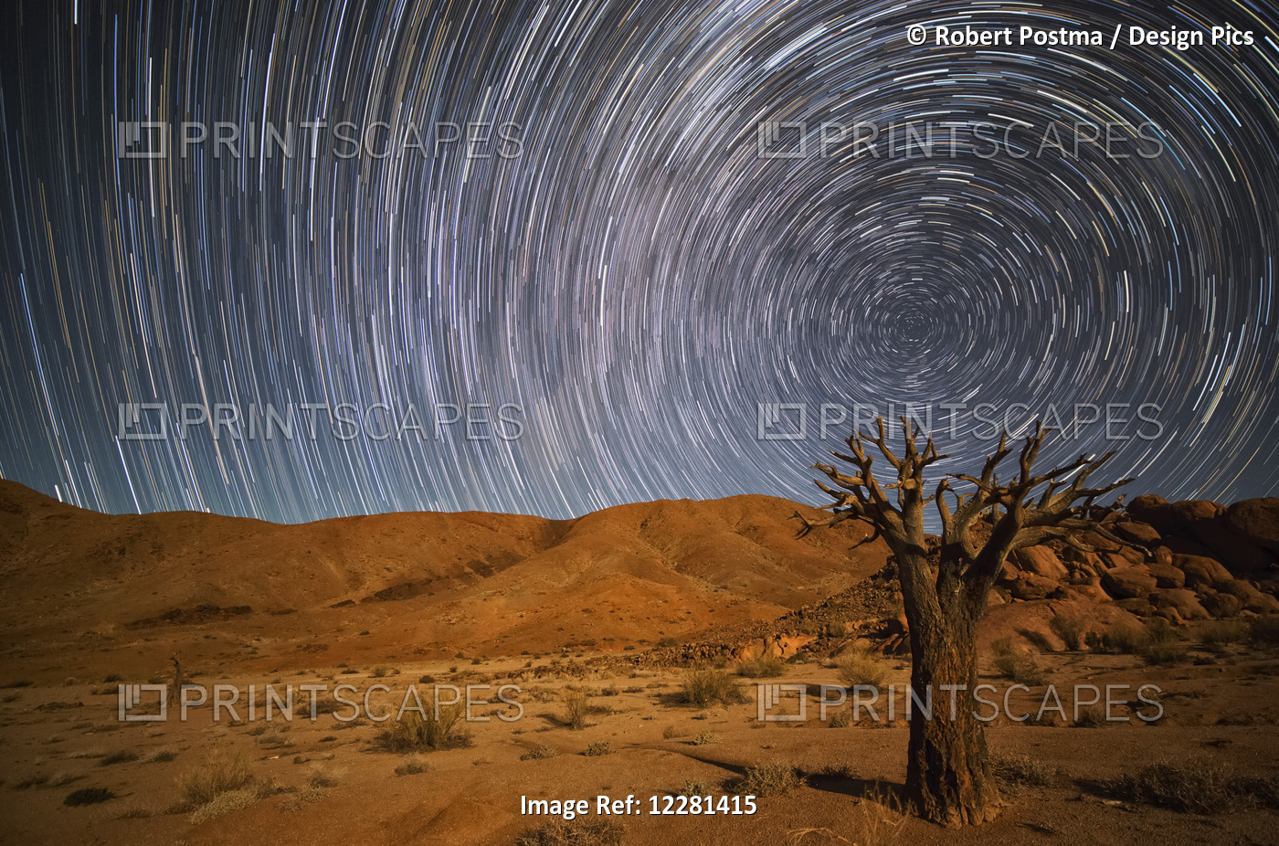 Richtersveld National Park With Dead Kookerboom Tree And Star Trails In The ...