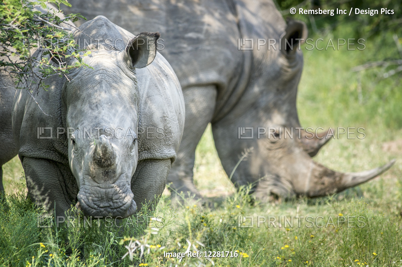 A Pair Of Rhinoceros (Rhinocerotidae) On The Dinokeng Game Reserve; South Africa