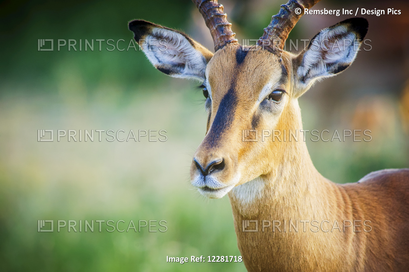 Impala (Aepyceros Melampus), Kruger National Park; South Africa