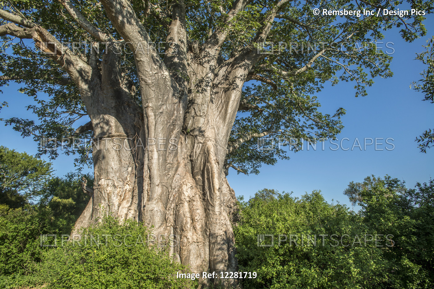 Baobab Tree (Adansonia), Kruger National Park; South Africa