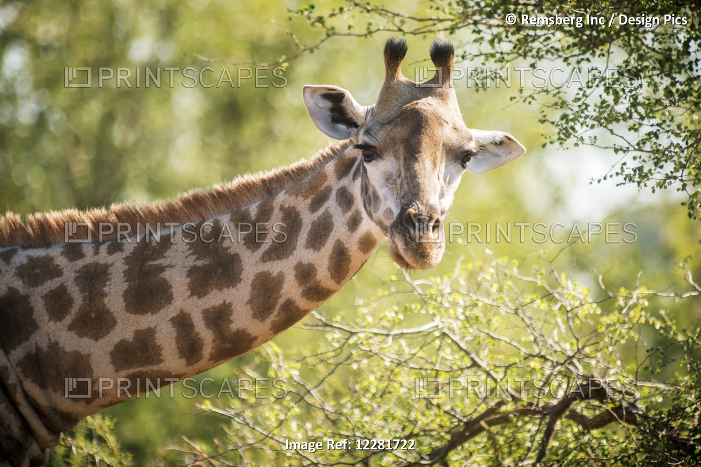 Giraffe (Giraffa Camelopardalis), Kruger National Park; South Africa