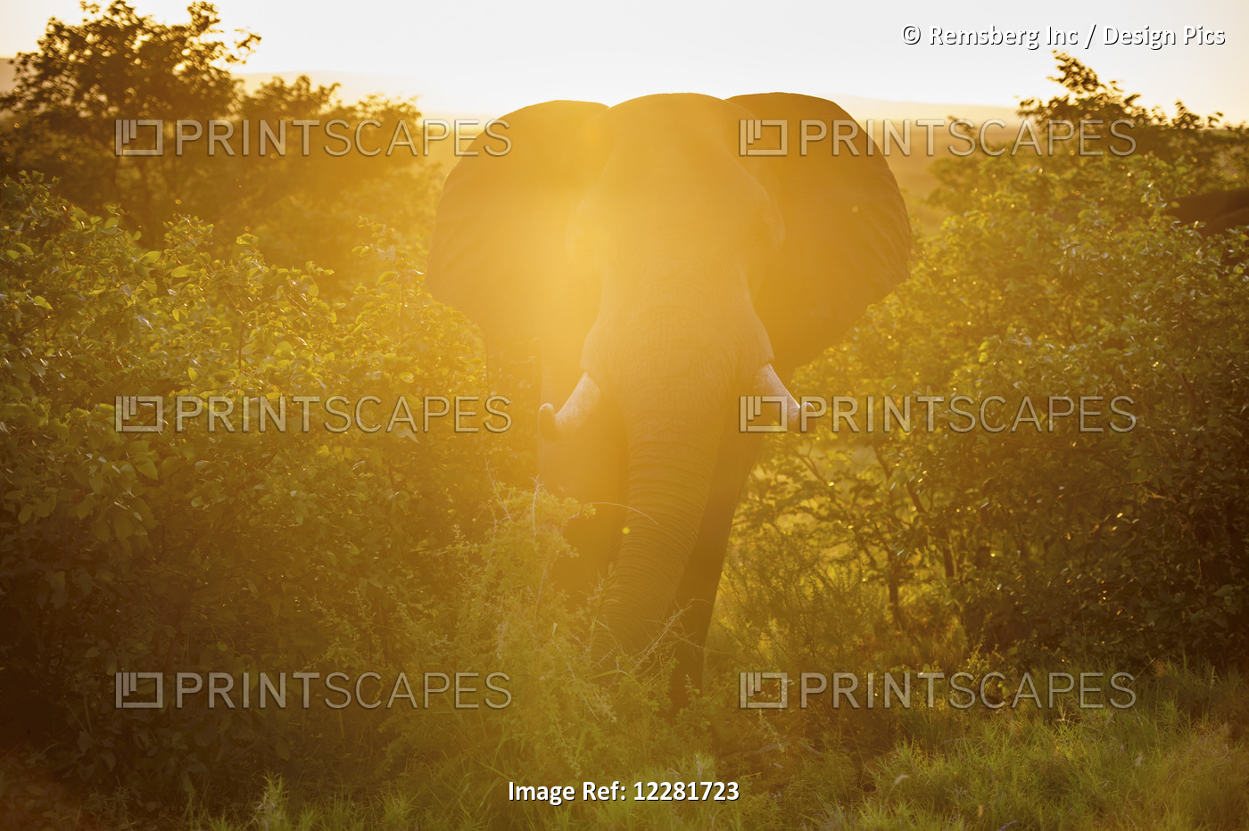 African Elephant (Loxodonta), Kruger National Park; South Africa