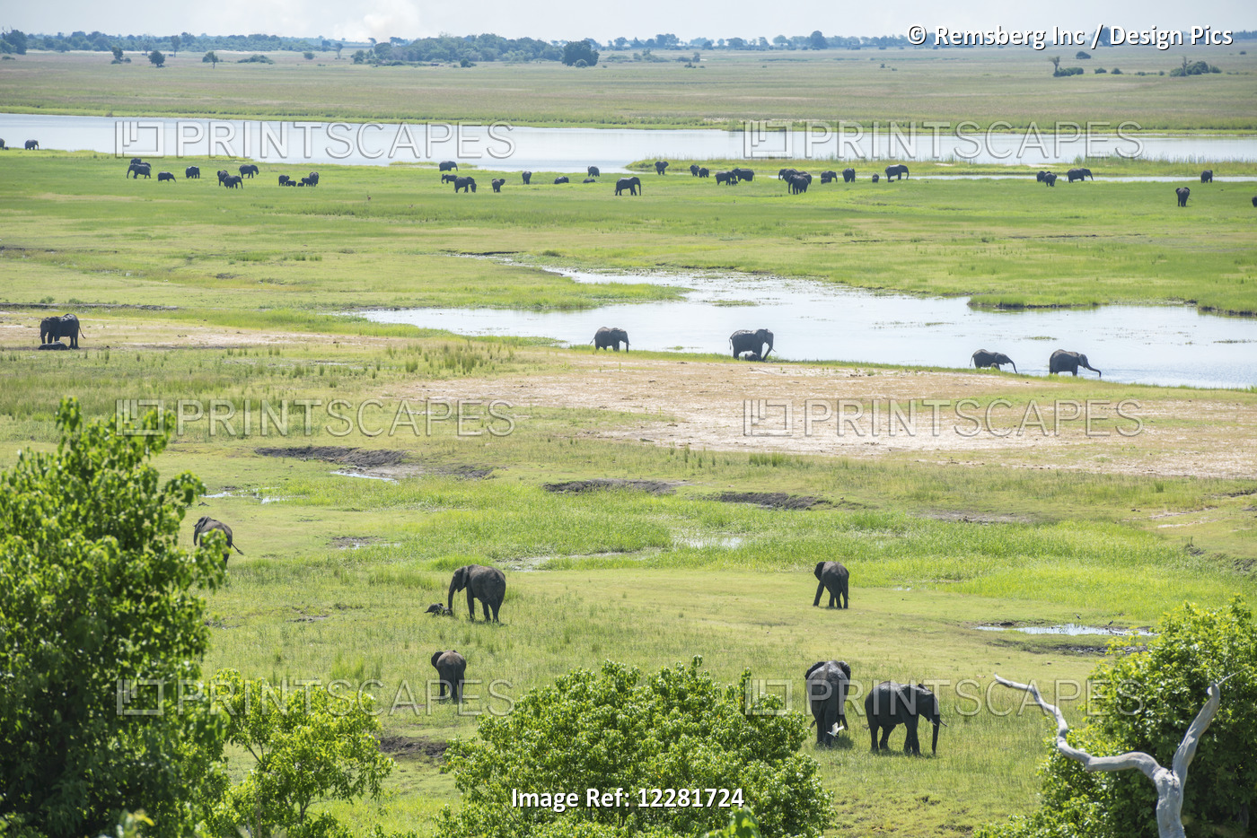 African Elephants (Loxodonta), Chobe National Park; Kasane, Botswana