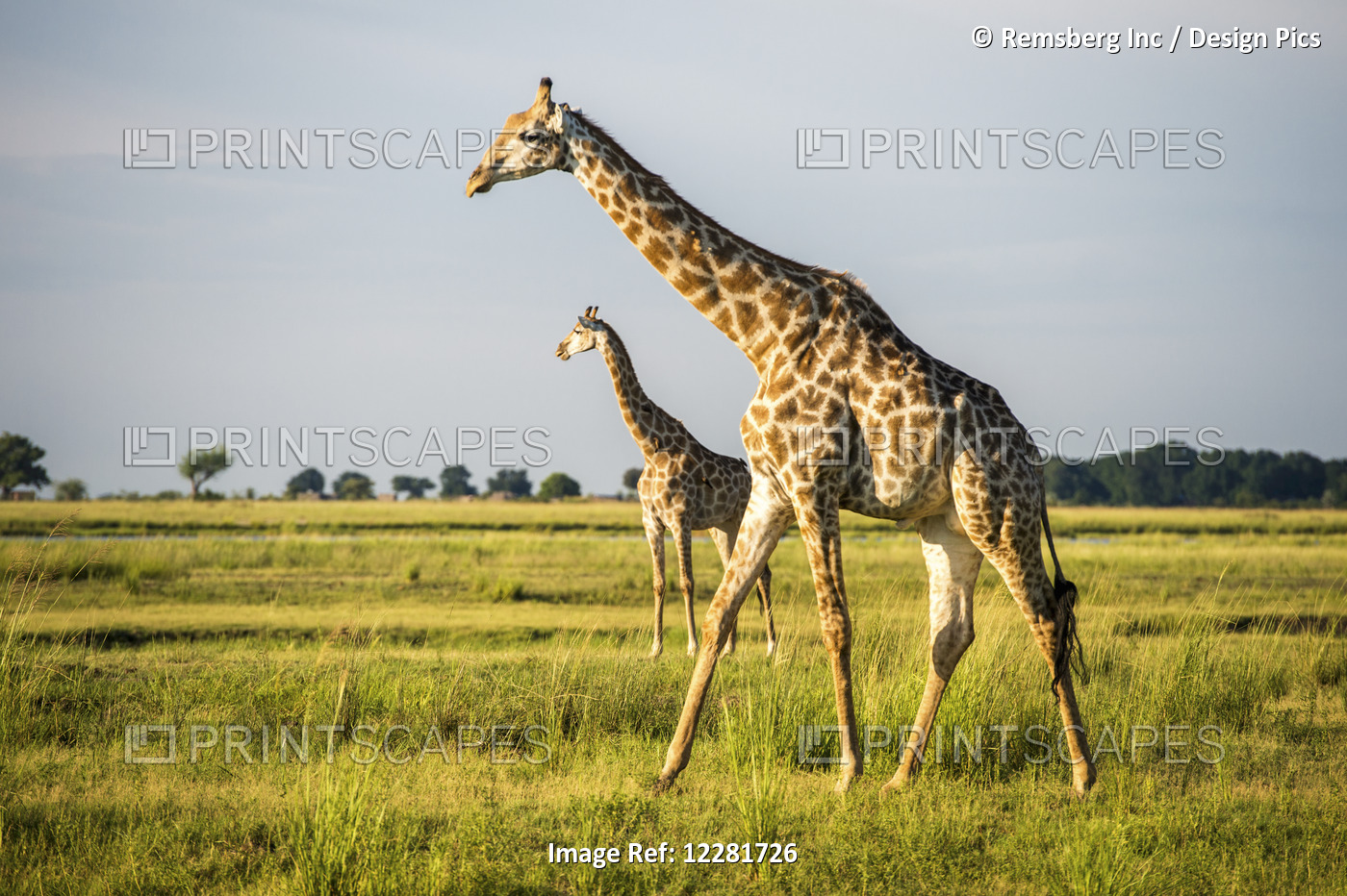 Giraffe (Giraffa Camelopardalis), Chobe National Park; Kasane, Botswana