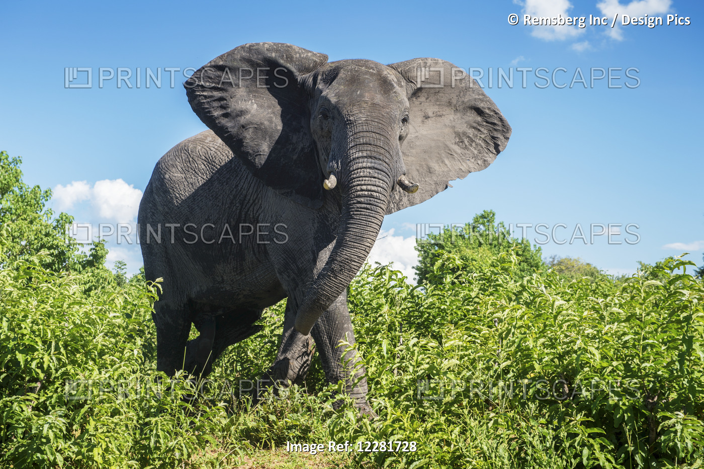 African Elephant (Loxodonta), Chobe National Park; Kasane, Botswana
