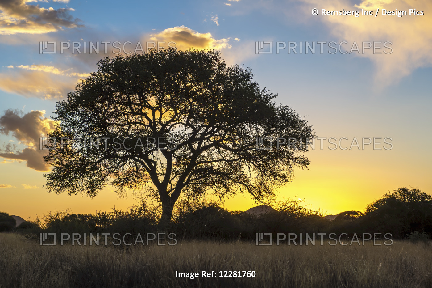 Tree Silhouetted By The Sun At Dusk; Namibia
