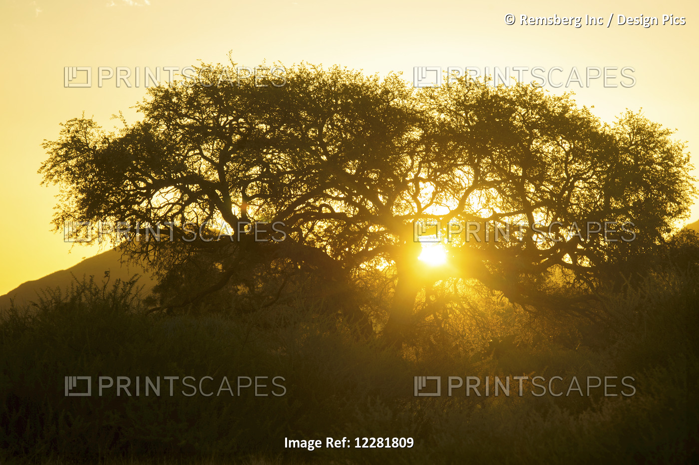 Tree Silhouetted By The Sun At Dusk; Namibia