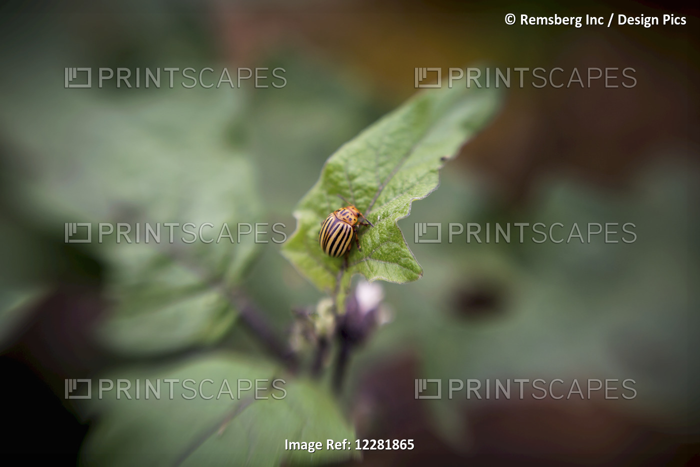 Colorado Potato Beetle (Leptinotarsa Decemlineata) On A Leaf; Fallston, ...