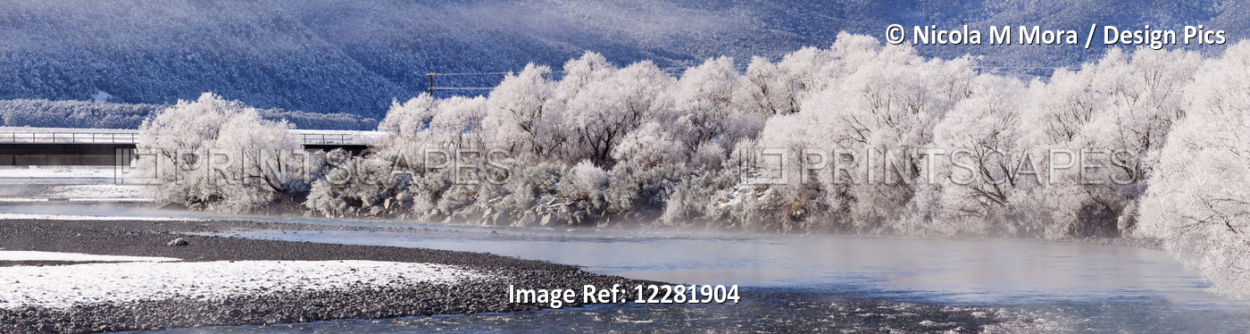 Hoar Frost On Trees By A River; Arthurs Pass, New Zealand