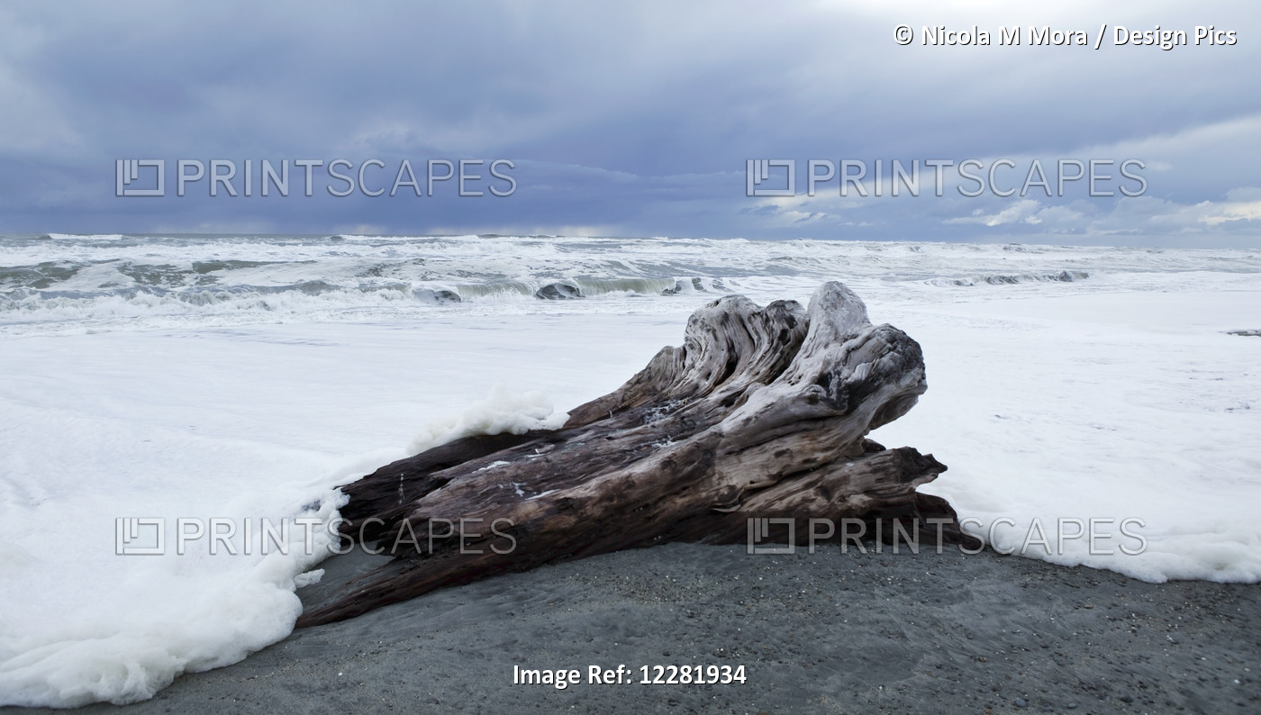 West Coast Surf Approches Driftwood Tree Stump That Has Been Washed Up; South ...