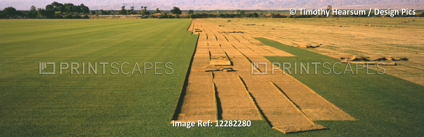 Partially Cut Sod Field In The Spring On A Sod Farm In California's Coachella ...