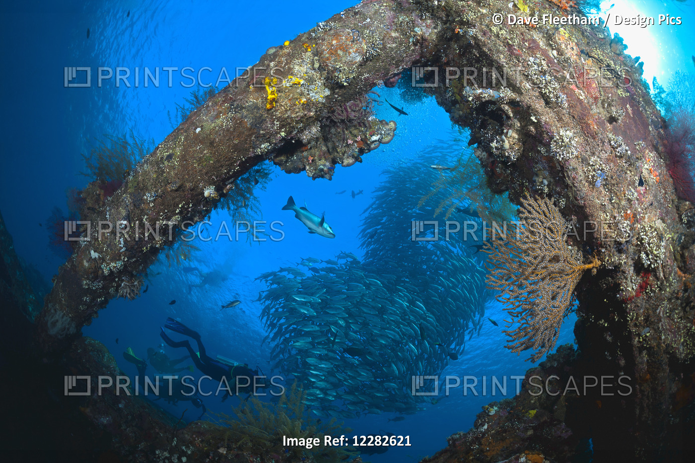 Divers And A School Of Bigeye Jacks (Caranx Sexfasciatus) Framed By Part Of The ...