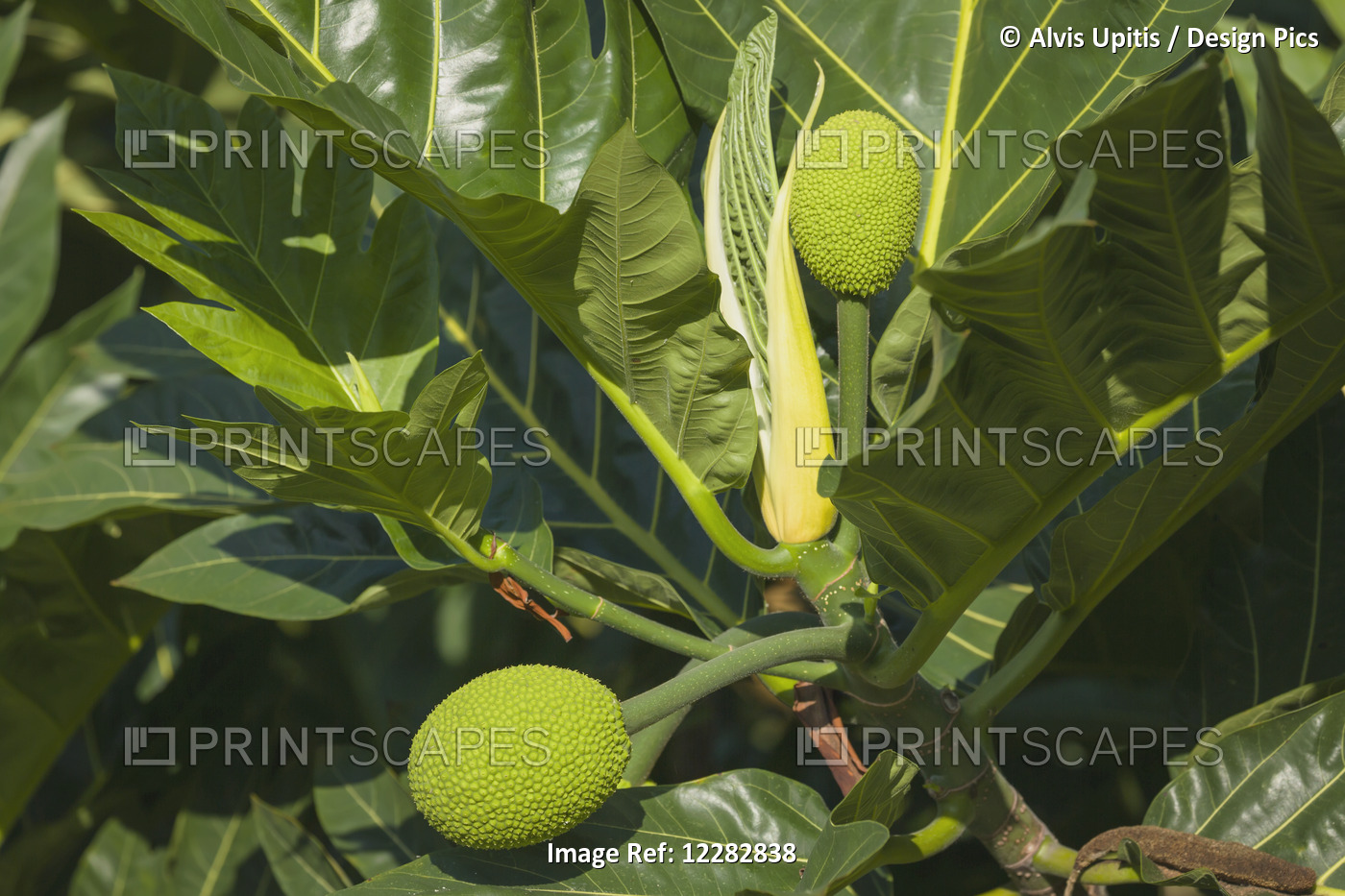 Breadfruit (Artocarpus Altilis) Known Locally As Ulu Was A Staple Of Native ...