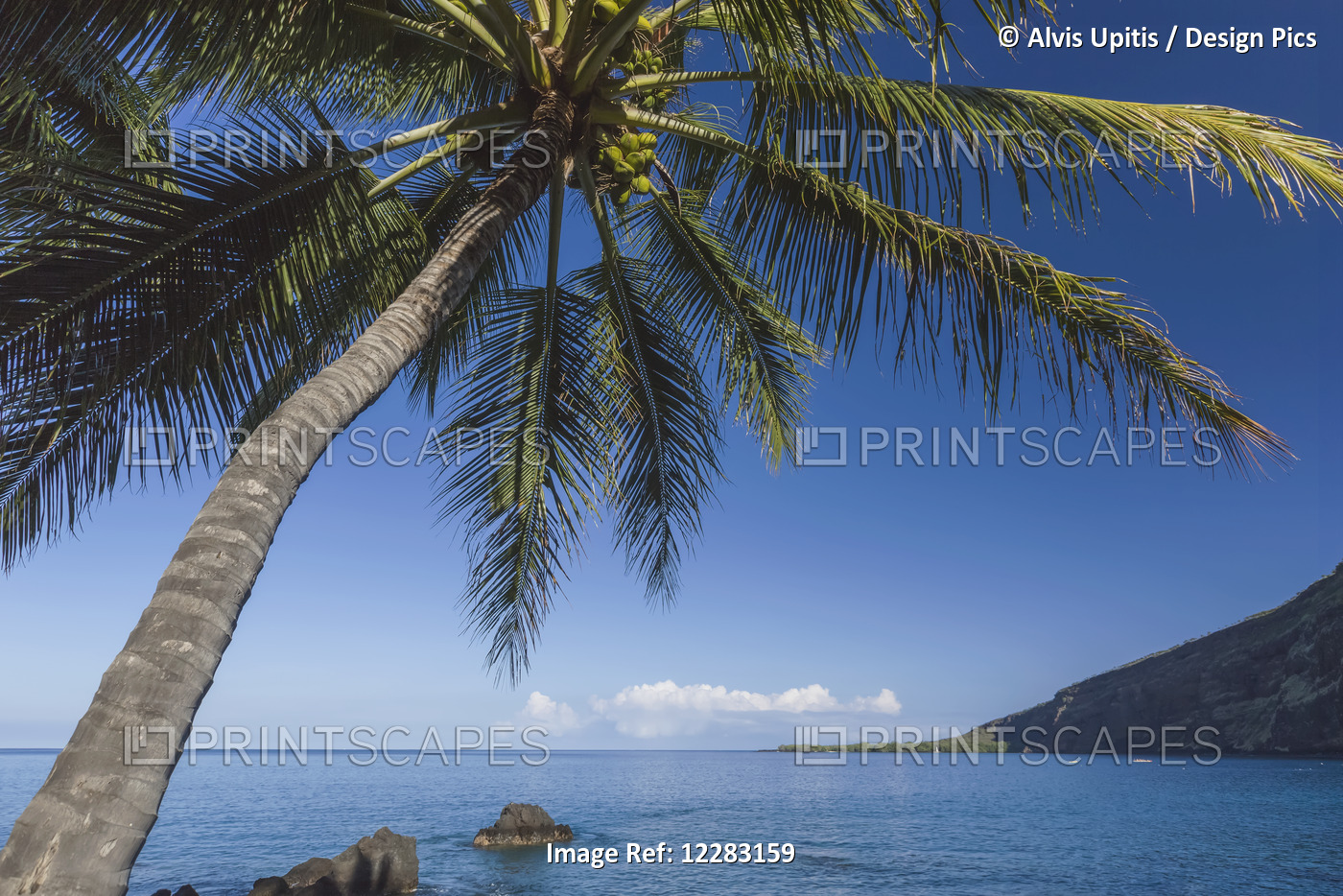 Coconut Palm (Cocos Nucifera) On Kealakekua Bay With View Of Captain Cook ...