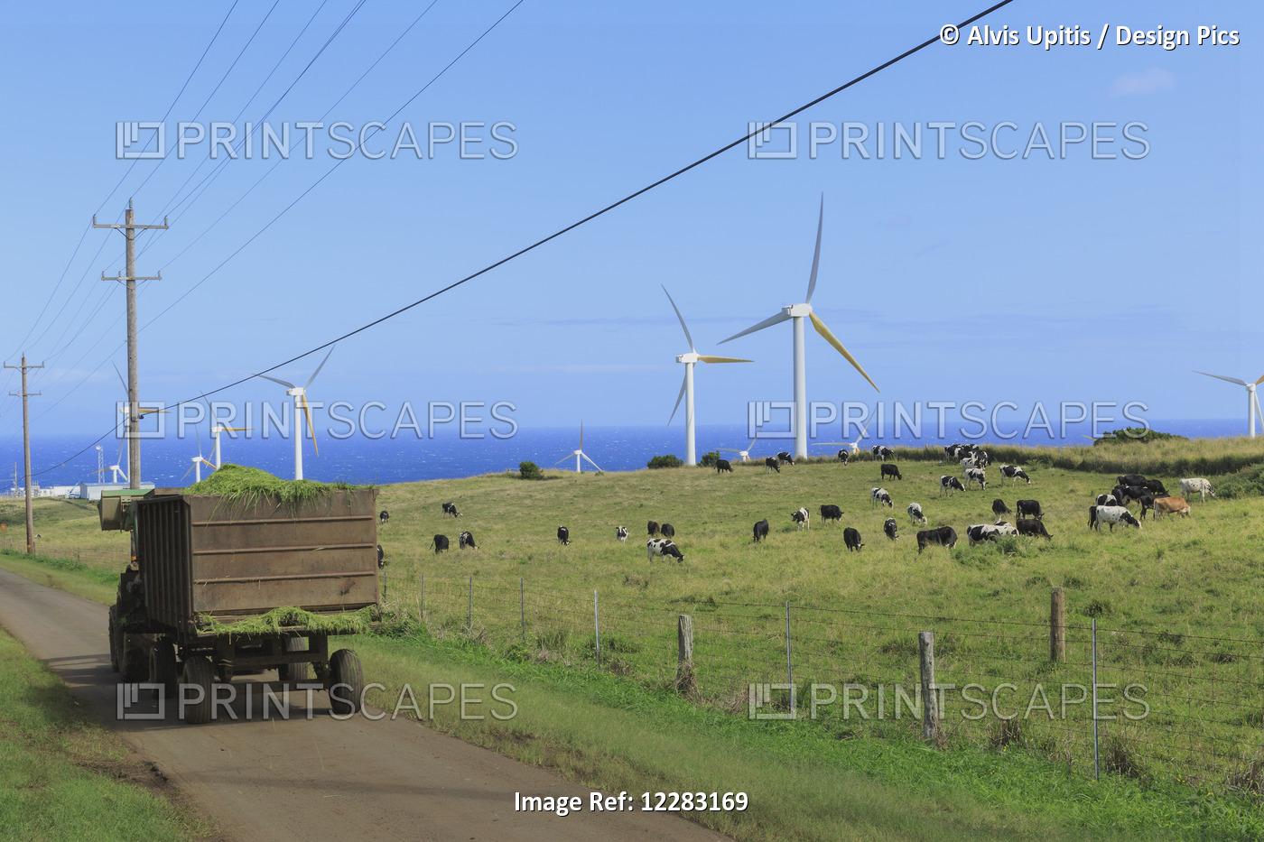 Hay Silage Wagon Passes Grazing Holstein Dairy Cows With Windmills And Power ...