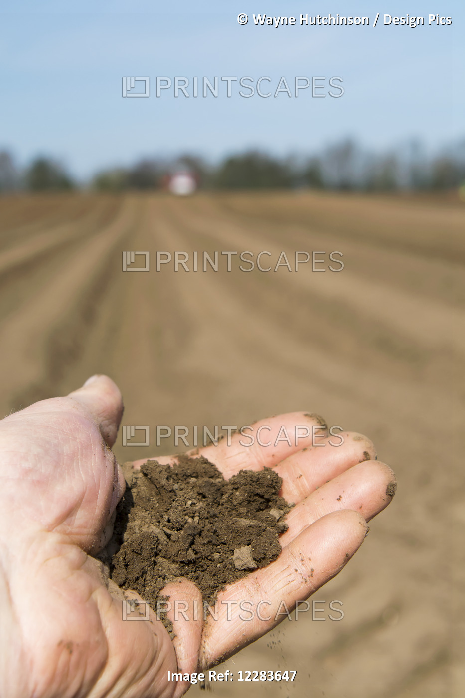 Soil Held In Farmers Hand, Showing The Fine Loam Created In The Seed Bed, Ideal ...