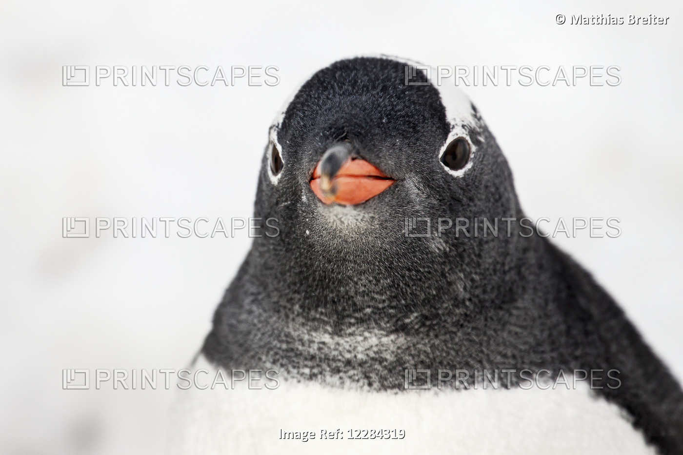 Gentoo Penguin (Pygoscelis Papua) At Port Lockroy, Antarctic Peninsula; ...
