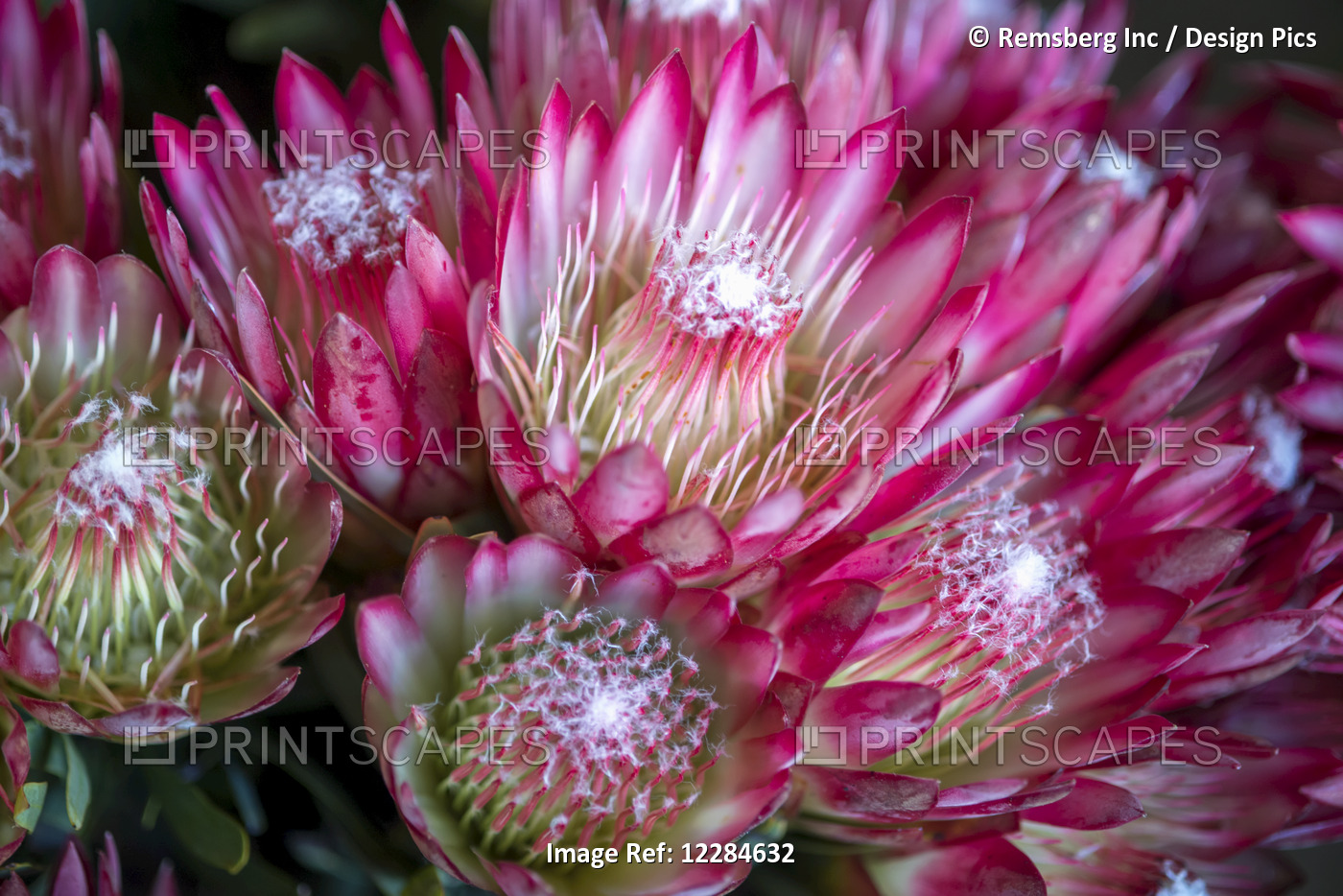 Detail Of Doornkraal Protea Flowering Plant; Cullinan, Gautang, South Africa