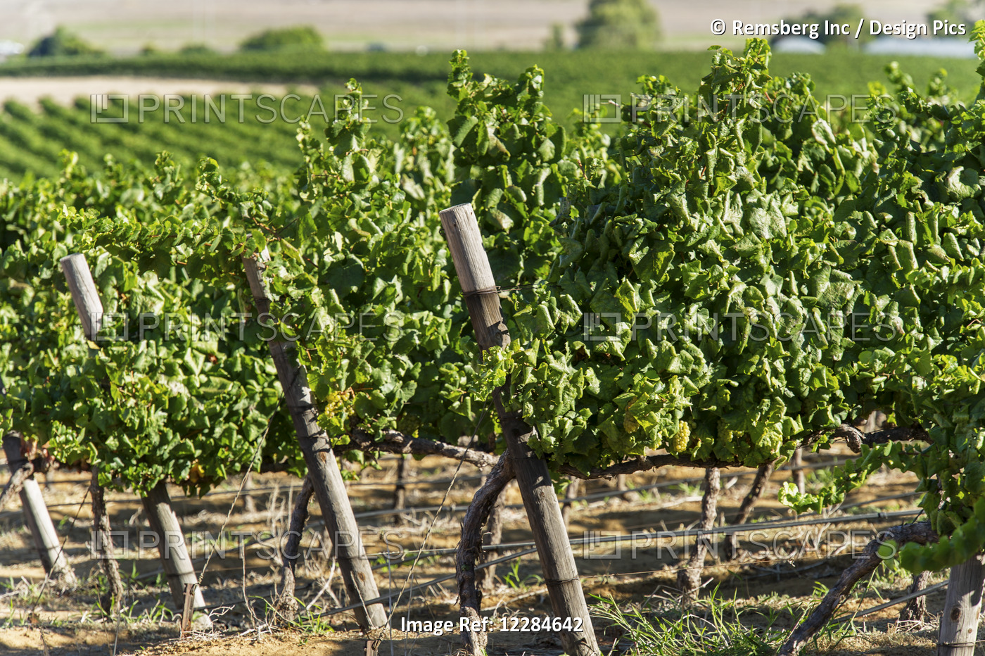 Rows Of Vines In A Vineyard; Stellenbosch, Gautang, South Africa