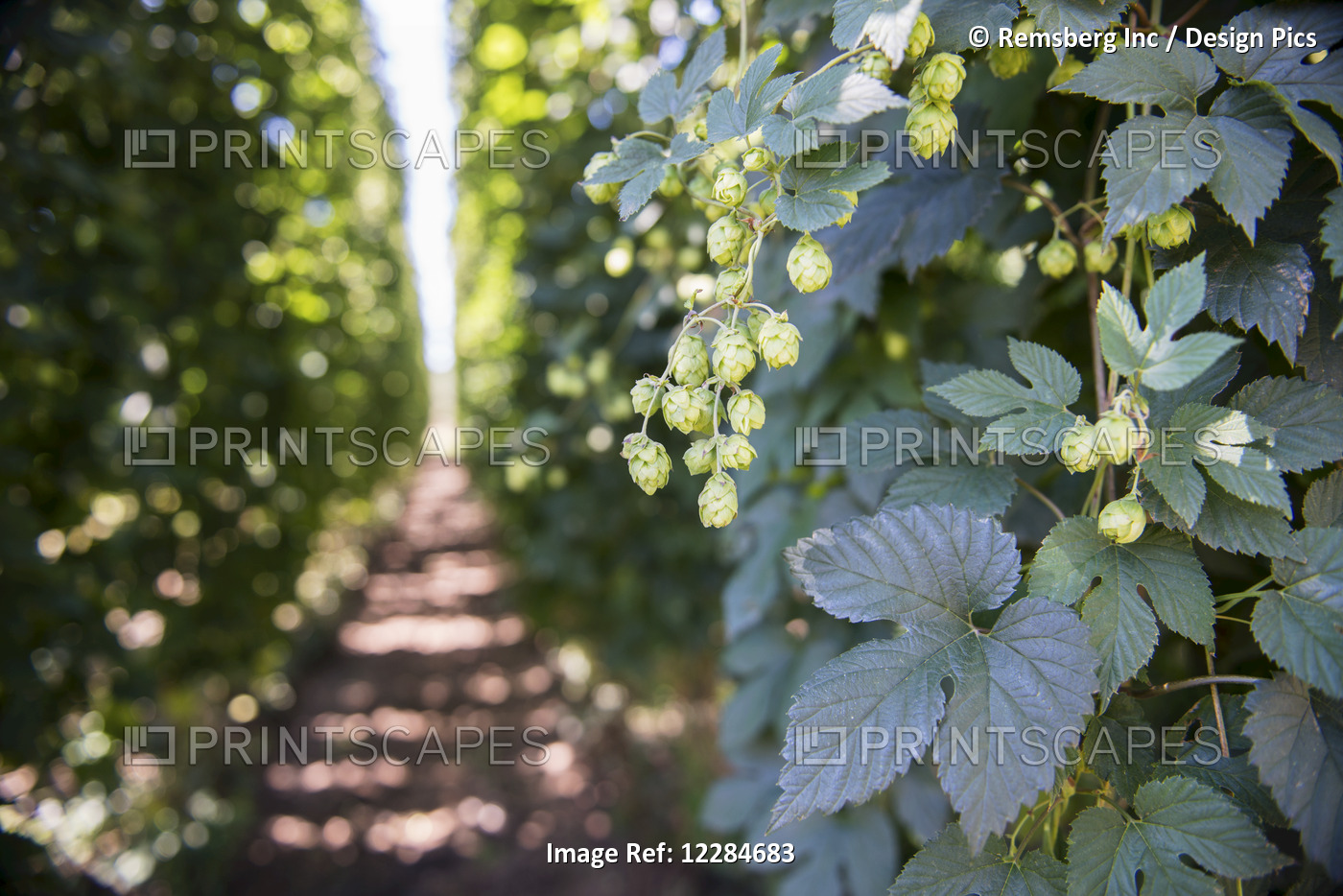 Production Of Hops (Humulus Lupulus) For Beer Brewing; George, Western Cape, ...