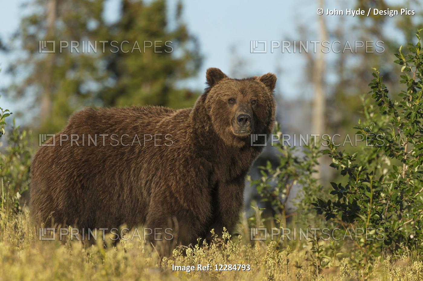 A Brown Bear Along The Alaska Highway, Kluane National Park, Yukon Territory, ...