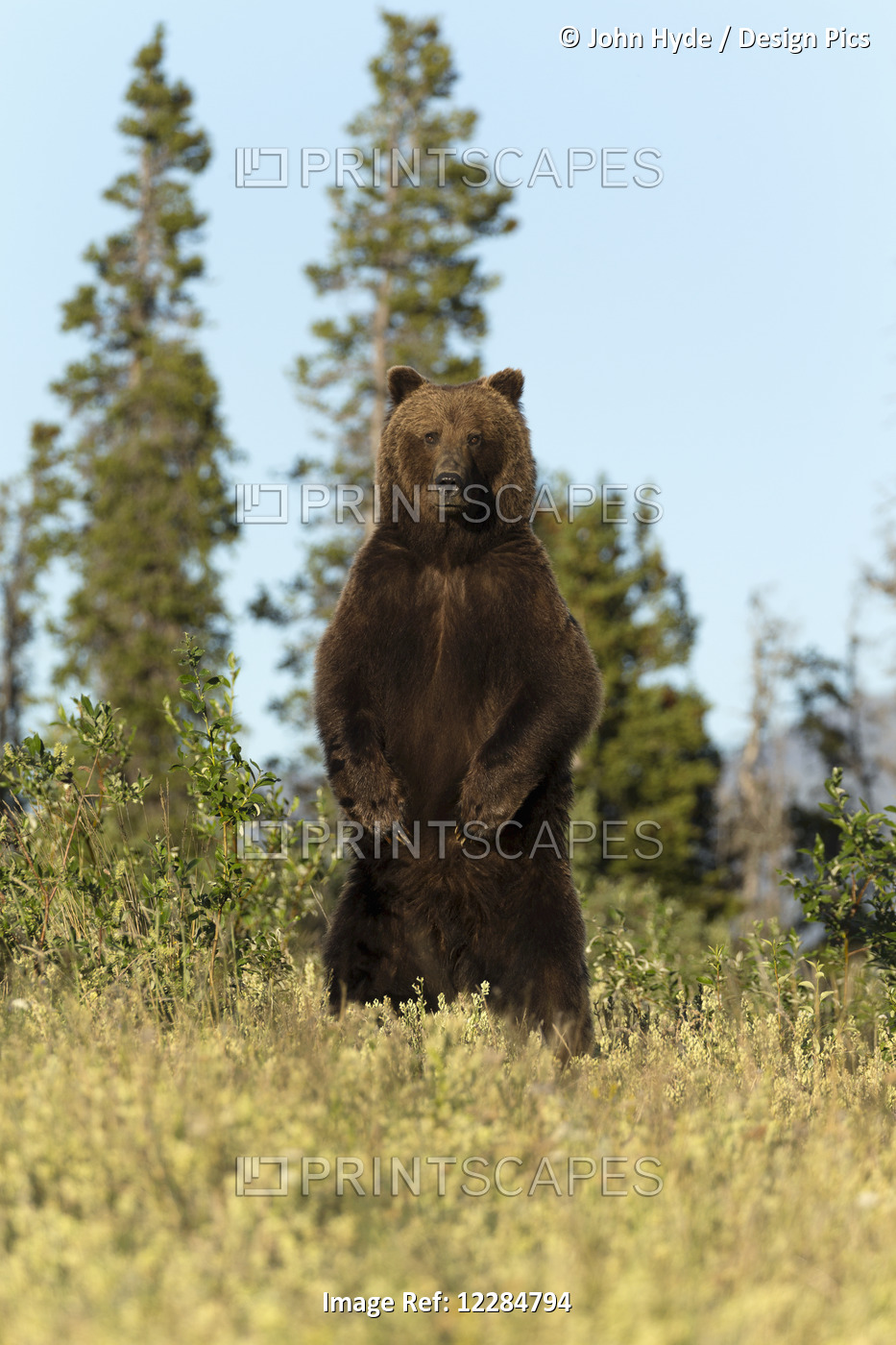 A Brown Bear Stands Upright On Hind Feet Along The Alaska Highway, Kluane ...